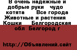 В очень надежные и добрые руки - чудо - котята!!! - Все города Животные и растения » Кошки   . Белгородская обл.,Белгород г.